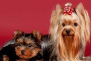 喂养约克夏犬的注意事项（如何科学地喂养约克夏犬）