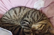 为什么猫咪晚上喜欢叫？（探寻猫咪行为的原因和解决方法）