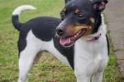 以马犬狗的特征与饲养要点（了解以马犬狗，提供幸福与健康的生活）