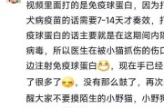 DIY猫咪球蛋，让你的猫咪爱不释手！（制作方法简单易学，快来试试吧！）