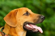 如何分辨幼犬的生病信号（提前发现幼犬的健康问题，让宠物更健康）