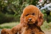 贵宾犬养护指南（让你的贵宾犬健康快乐成长的方法）
