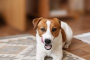 狗狗感染冠状病毒后会出现哪些症状？如何应对？