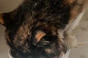 为什么猫咪不吃牛肉？（探究猫咪对牛肉的偏好与不适应性）
