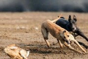 大型犬中的专业猎犬——追踪猎物的完美伙伴（探寻天生猎犬中的佼佼者——犬种选择指南）