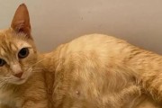 揭秘猫咪为什么肚子鼓鼓（探究猫咪肚子鼓鼓的原因及解决方法）