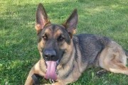 如何选择适合自己的德国牧羊犬（以宠物为主，从性格、健康、训练等方面分析）