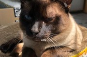 暹罗猫的价格及相关介绍（了解暹罗猫的价格范围和市场情况）