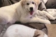 可卡犬感冒了怎么办？（宠物保健知识与应对策略）