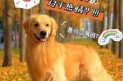 金毛爱扑人怎么办？教你如何纠正它的习惯（15个有效方法让你的金毛不再扑人）