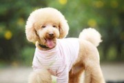 如何照顾毛发少的宠物狗？（让你的狗狗健康幸福的小技巧）