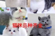 探讨金渐层与银渐层猫的价值与选择（金渐层还是银渐层？如何选择适合您的猫咪？）