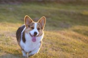 打造独特柯基犬，（打造独特柯基犬，）