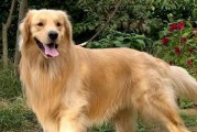 如何正确驱虫？金毛犬主人必知的几大要点（金毛犬驱虫攻略，让宠物健康成长）