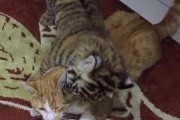 和平共处，让大猫小猫成为好朋友（宠物相处之道，如何让大猫小猫和谐相处）