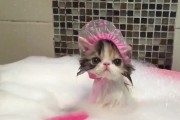 猫咪洗澡频率（为你的猫咪选择正确的洗澡频率）