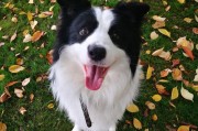 边境牧羊犬（了解边牧的性格特点，享受与智慧的共处）