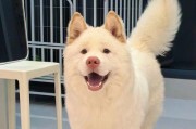 探索不掉毛宠物狗的魅力（解密适合家庭养育的不掉毛狗品种）
