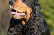 英国可卡犬的外形特征详解（探寻英国可卡犬的身体结构、毛发质地和颜色）