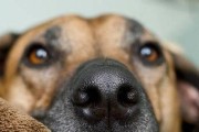 腊肠犬为何经常舔鼻子？（探究腊肠犬舔鼻子的原因及应对方法）