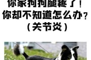 狗狗腰关节炎的症状及处理方法（了解狗狗腰关节炎的常见症状和有效治疗方法）