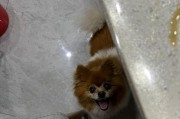 蝴蝶犬为什么会经常叫？（探究犬吠行为的原因和解决方法。）