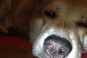 如何正确护理贵宾犬发情期（从喂养到遛狗，关注这些细节，让您的贵宾犬健康度过发情期）