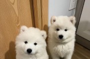 如何选择适合萨摩耶幼犬的饮水品牌（为你的萨摩耶宝宝提供健康饮水的关键）