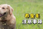 如何选购适合自己的金毛犬（金毛犬选购注意事项及技巧）