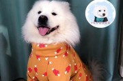 老年杜宾犬的衣着护理（让你的老年杜宾犬穿对衣服）