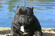 美国恶霸犬（以宠物为主，探索美国恶霸犬的真实性格）