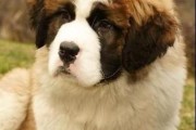 如何判断圣伯纳犬的健康状况（从养育环境到身体状况，全面了解圣伯纳犬的健康状况）