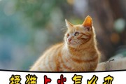 宠物猫咪上火怎么办？食物调理让它降火！（猫咪上火怎么办？饮食调理帮助猫咪降火！）