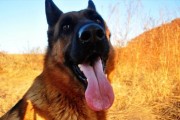 德国牧羊犬的长牙过程（关于德国牧羊犬的生长过程及注意事项）