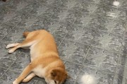 养柴犬的注意事项（选择、饲养、训练、健康、社交等关键方面）