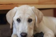 狗狗理想性格的探讨（拥有理想性格的狗狗是怎样的？）