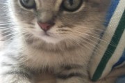 猫胡子断了，猫咪健康出现问题的原因（揭开猫胡子断裂的秘密，保持猫咪健康的窍门）