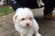 贵宾犬吃骨头必知！（让你了解如何安全地给贵宾犬食用骨头）