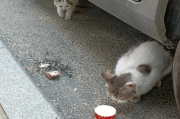 去哪里容易捡到流浪猫？这五类地方遇见流浪猫几率倍增