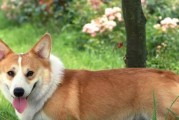 法兰德斯畜牧犬的饲养方法（了解关键因素，让犬只健康成长）