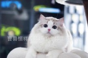 布偶猫绝育手术费用揭秘（性别决定价格，了解布偶猫绝育手术费用）