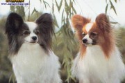 如何科学饲养哺乳期蝴蝶犬幼犬（以宠物为主，让幼犬健康成长）