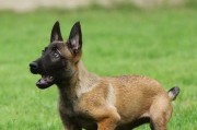 养护比利时格罗安达牧羊犬的技巧（让你的牧羊犬健康成长）