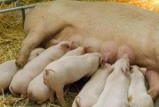 贵宾犬断奶最佳时机与方法（了解贵宾犬断奶的最佳时机和正确方法，助您顺利完成这一重要阶段）