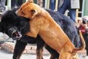 比特犬洗澡的注意事项（为宠物健康着想，掌握正确的洗澡技巧）