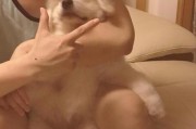 大白熊的寿命之谜（探究大白熊能活多久的因素与策略）