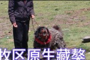 以藏獒吃什么长的高？（探究以藏獒成长的关键食物及培养方法）