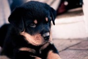 罗威纳幼犬啃咬东西的原因（探究罗威纳幼犬啃咬行为的成因，让你了解宠物的习性）