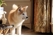如何训练秋田犬唤回（以宠物为主，打造可靠的唤回宠物）
