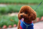 贵宾犬的全面饲养指南（从饲料到训练，让你成为贵宾犬的最佳主人）